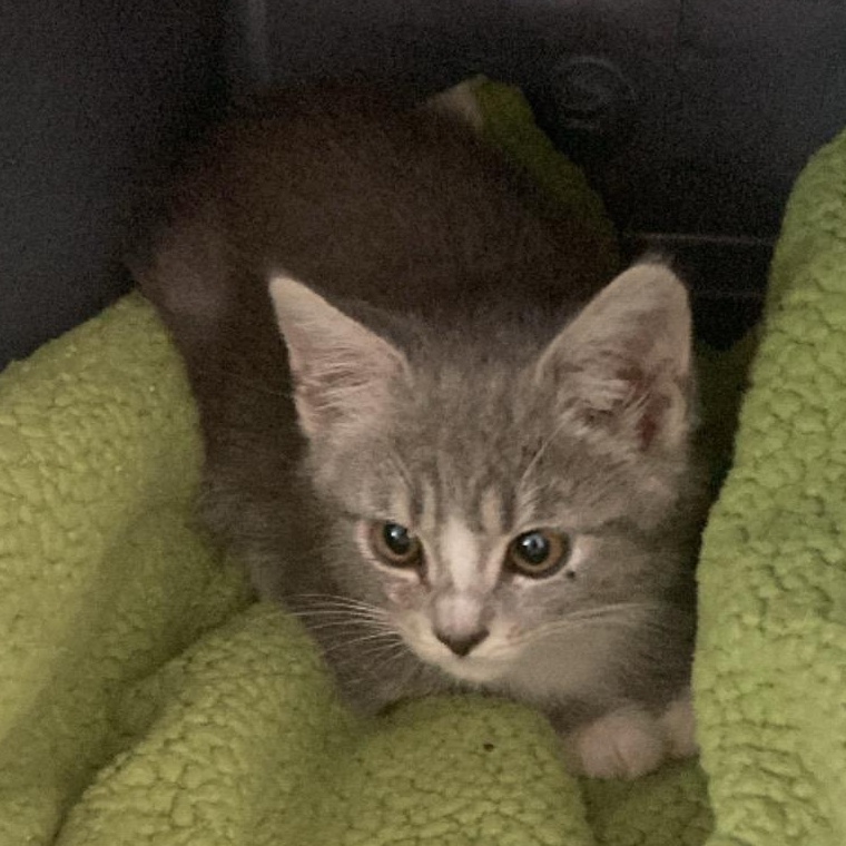 Enlarge Ella Bleu, an adopted Domestic Short Hair in St. Marys, WV image 2/3