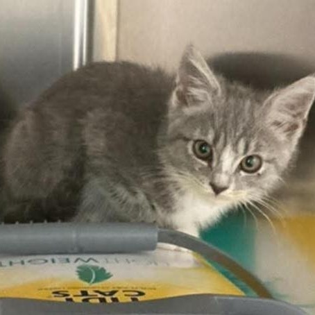 Ella Bleu, adopted, Kitten Female Domestic Short Hair.