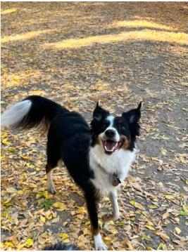 Enlarge Clyde, a Adoptable Australian Shepherd in Alexandria, VA image 2/3