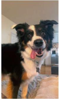 Clyde, Adoptable, Adult Male Australian Shepherd.
