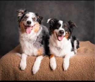 Enlarge Clyde, a Adoptable Australian Shepherd in Alexandria, VA image 3/3