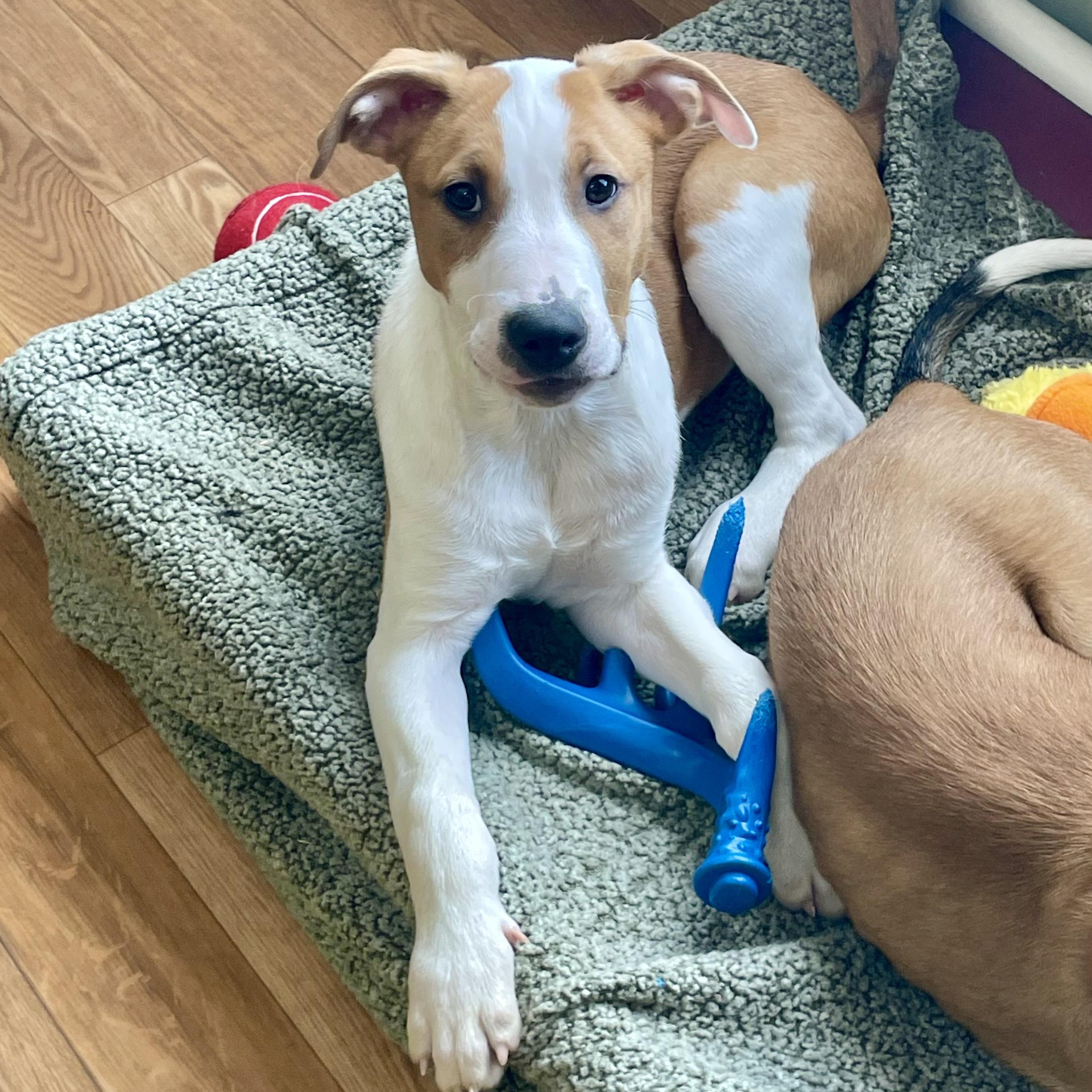 Enlarge Finnick, a ADOPTABLE mixed breed in Bellaire, MI image 1/6