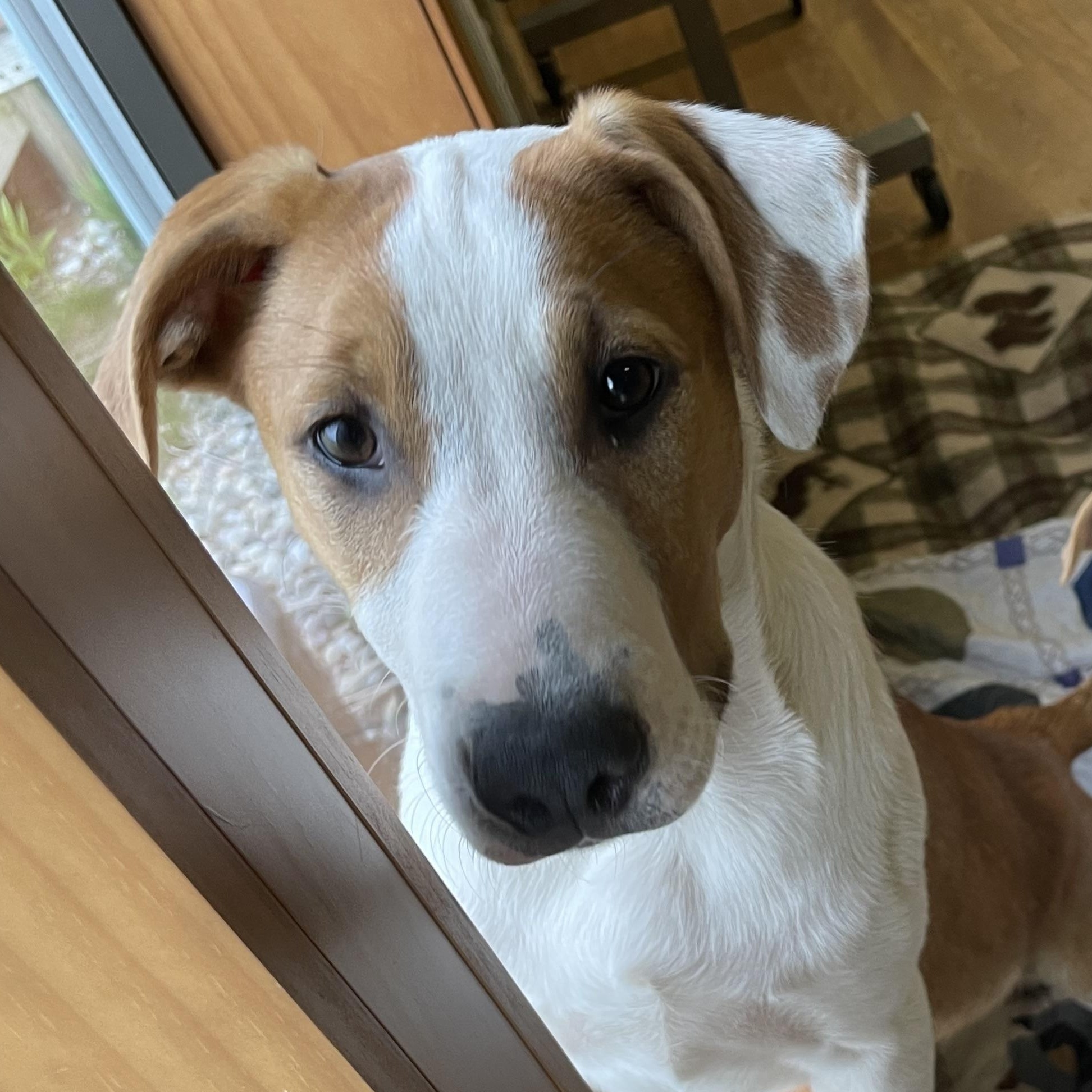Enlarge Finnick, a ADOPTABLE mixed breed in Bellaire, MI image 2/6
