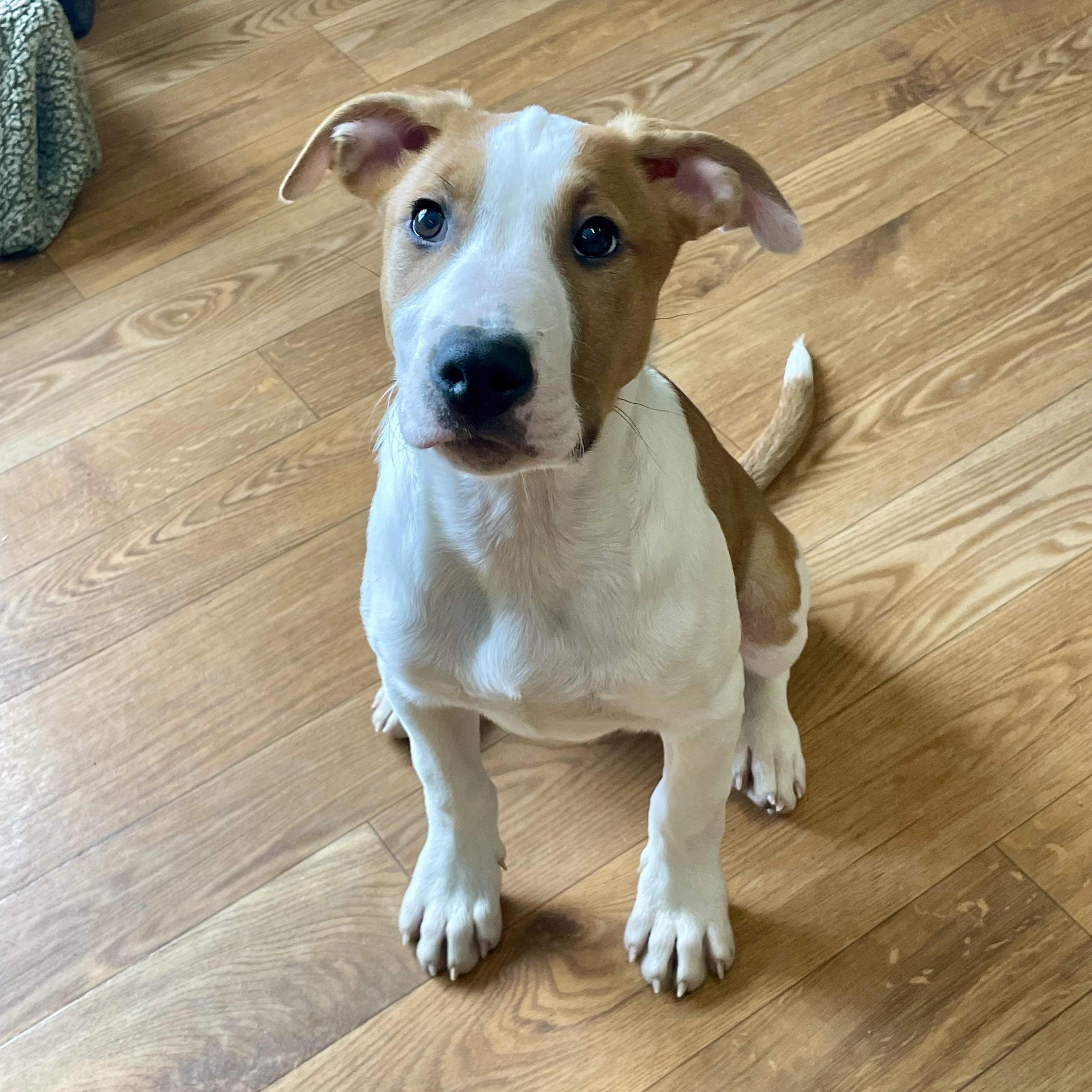 Enlarge Finnick, a ADOPTABLE mixed breed in Bellaire, MI image 6/6