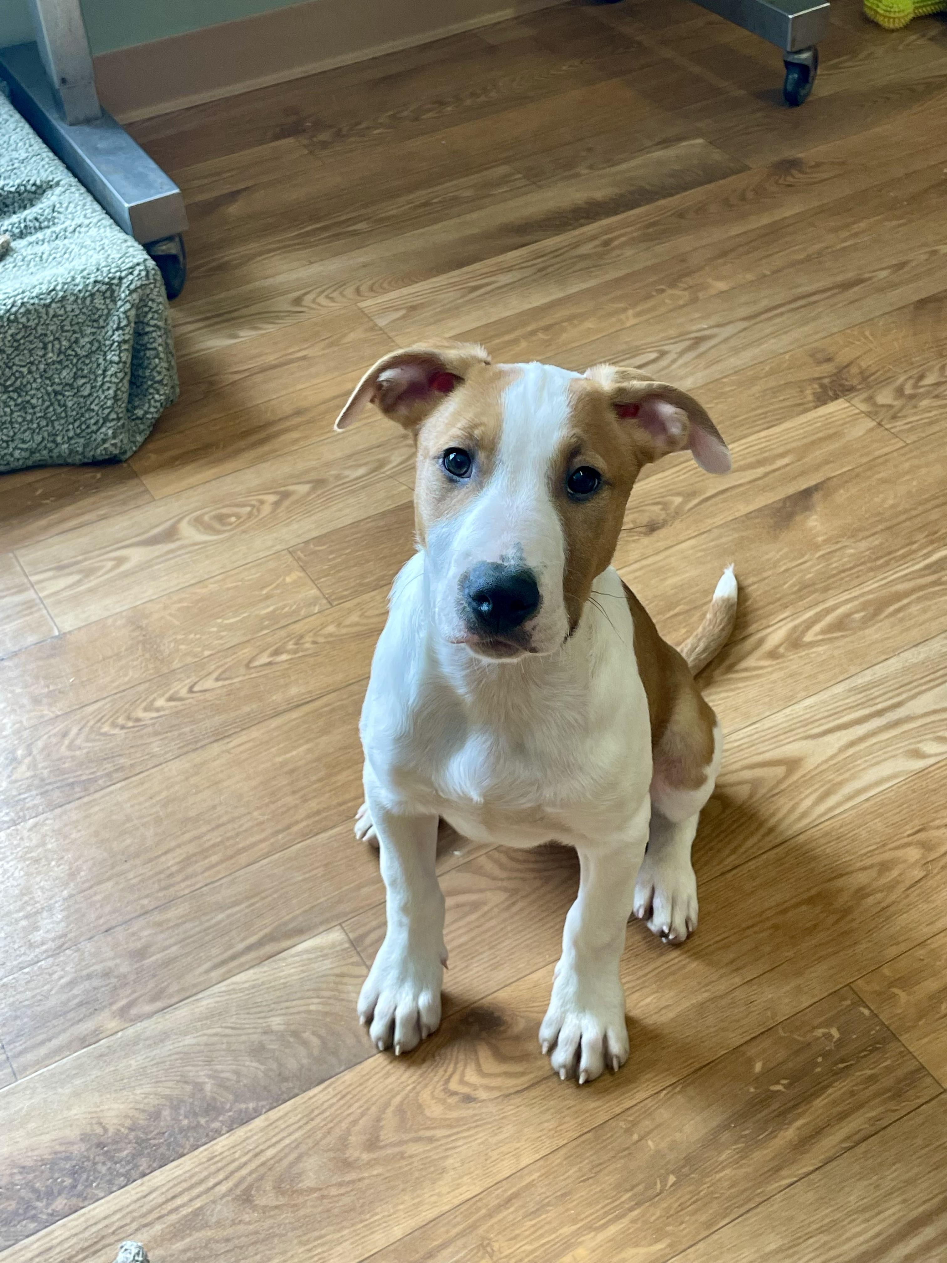 Enlarge Finnick, a ADOPTABLE mixed breed in Bellaire, MI image 3/6