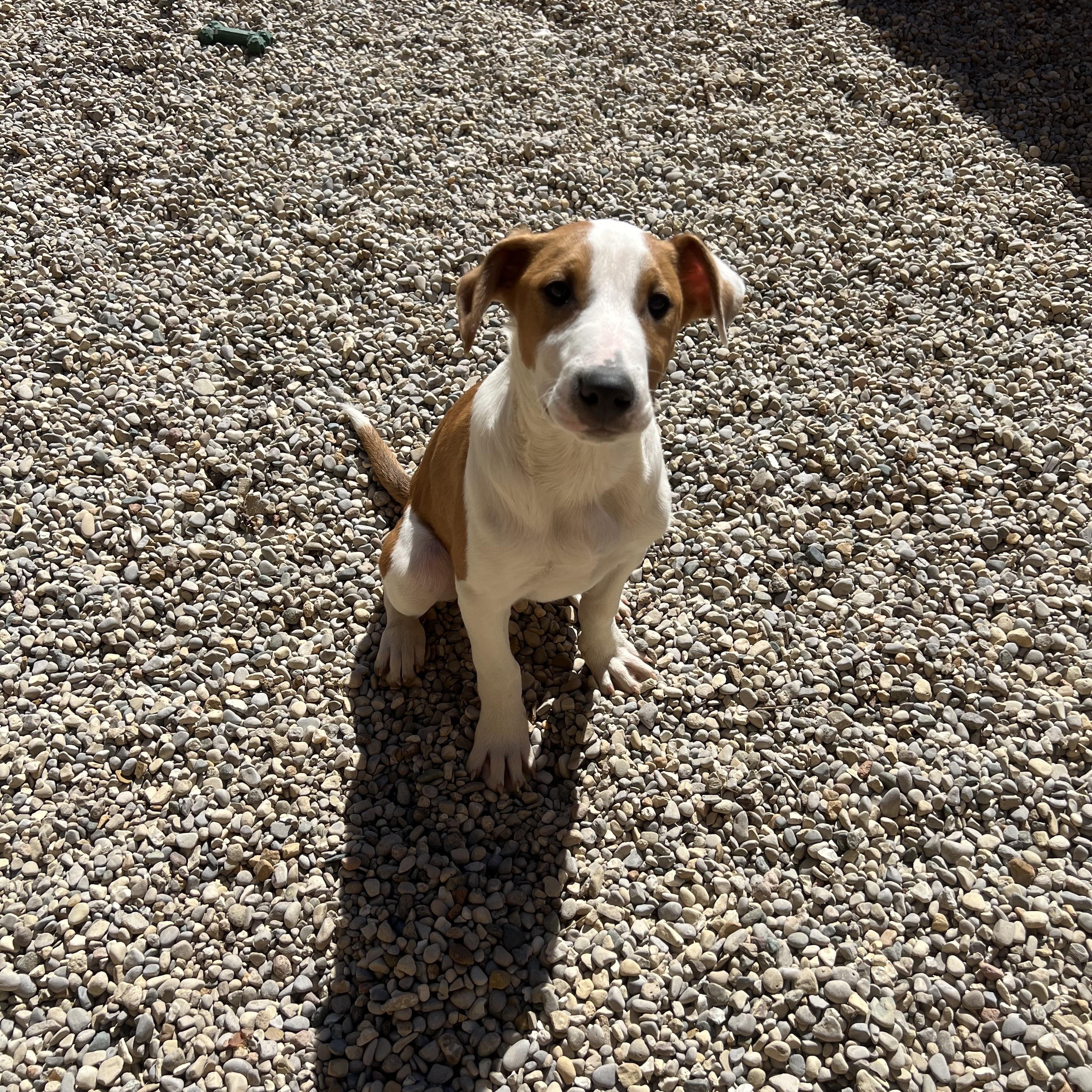Enlarge Finnick, a ADOPTABLE mixed breed in Bellaire, MI image 5/6