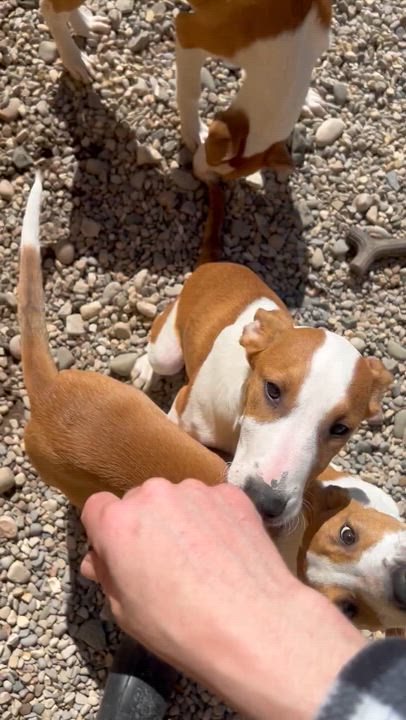 Enlarge Finnick, a ADOPTABLE mixed breed in Bellaire, MI video 4/6