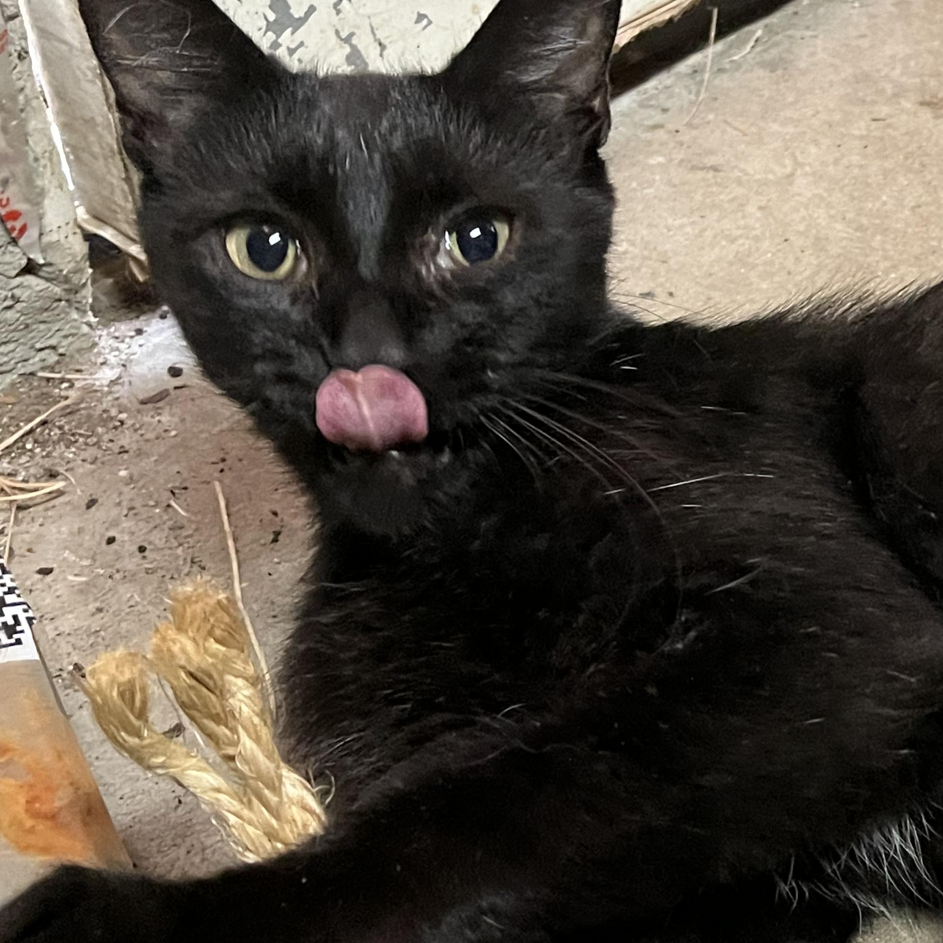 Ellie Mac Sf thumbnail 4