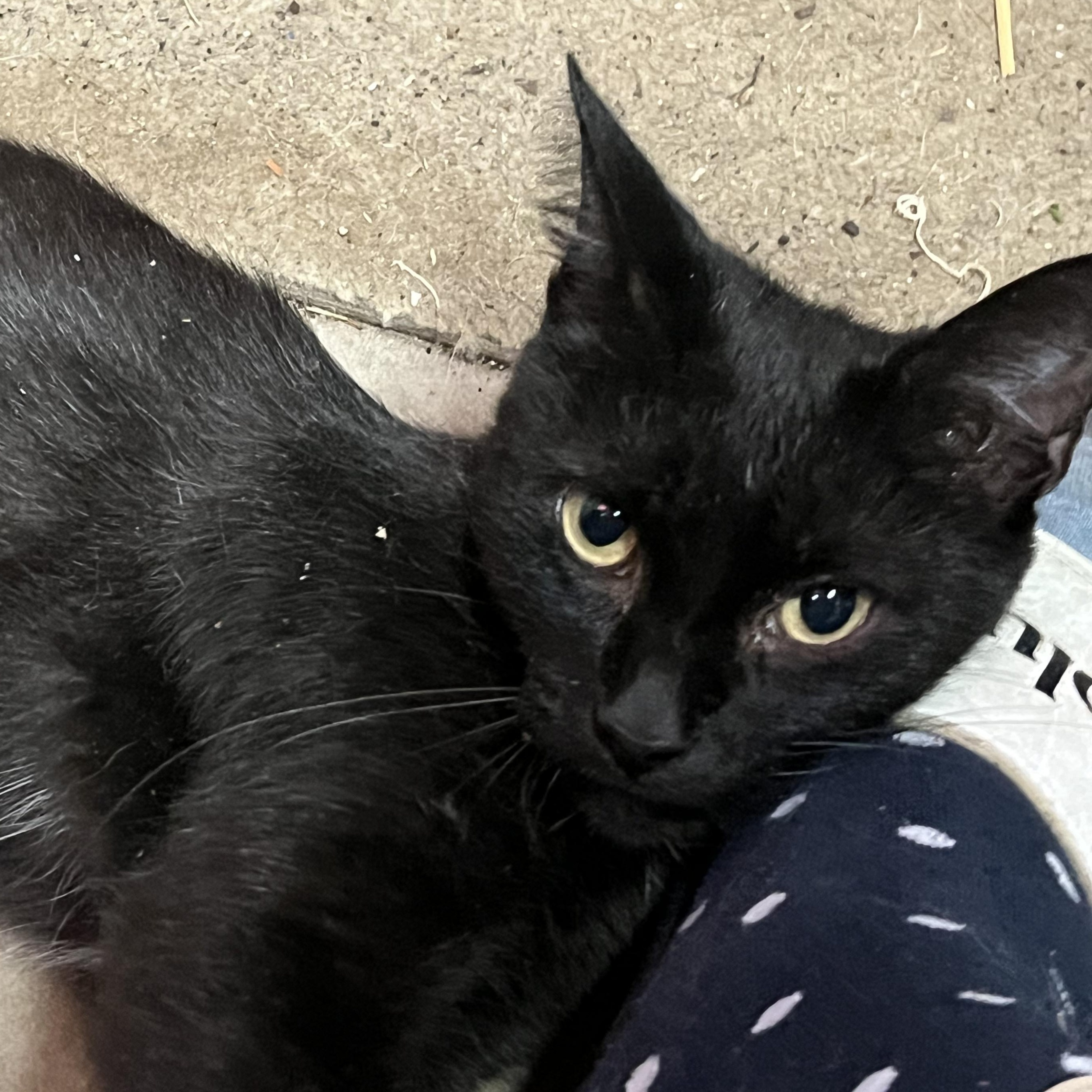 Ellie Mac Sf thumbnail 5