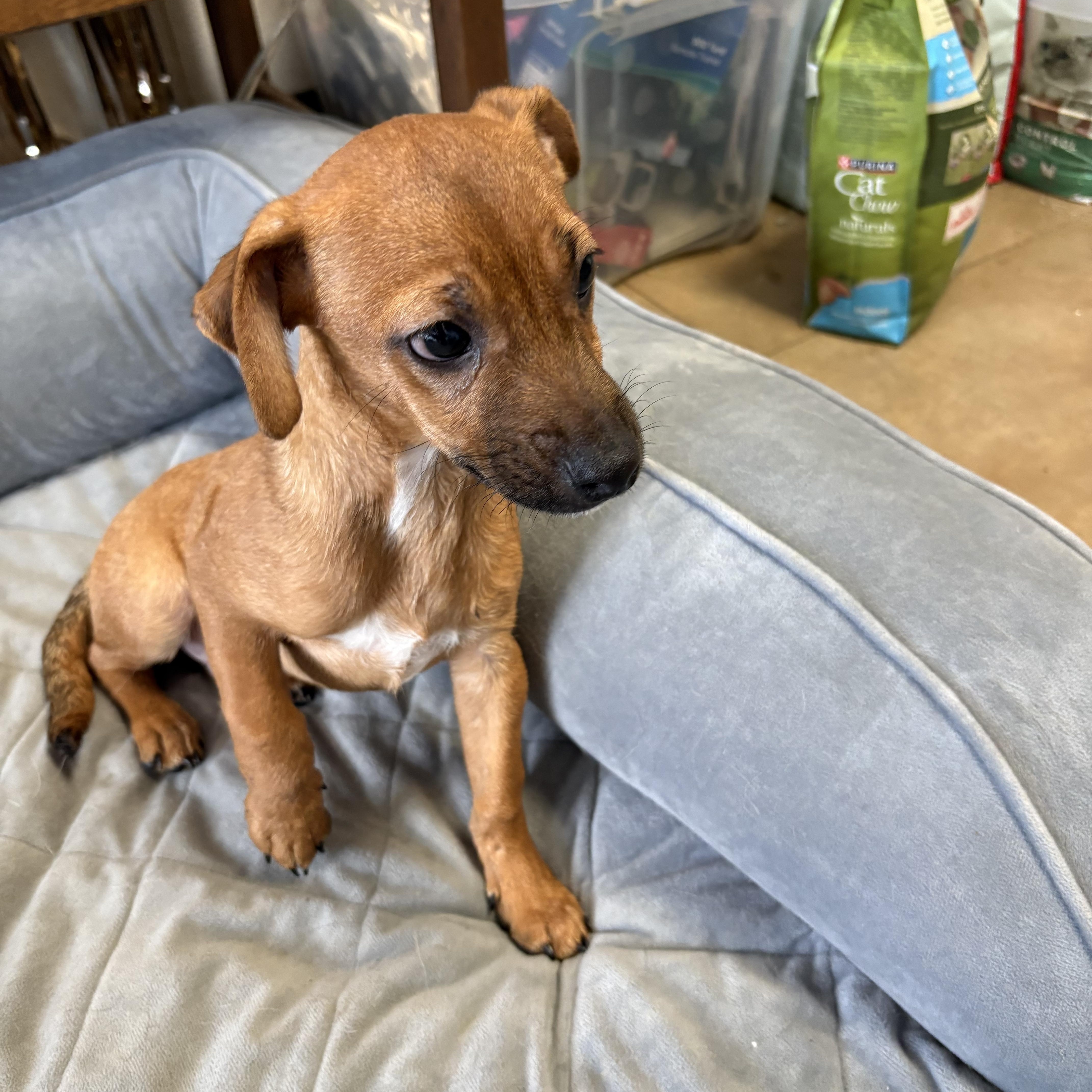 Enlarge Beaver Cleaver, a Adoptable mixed breed in Joliet, IL image 2/2