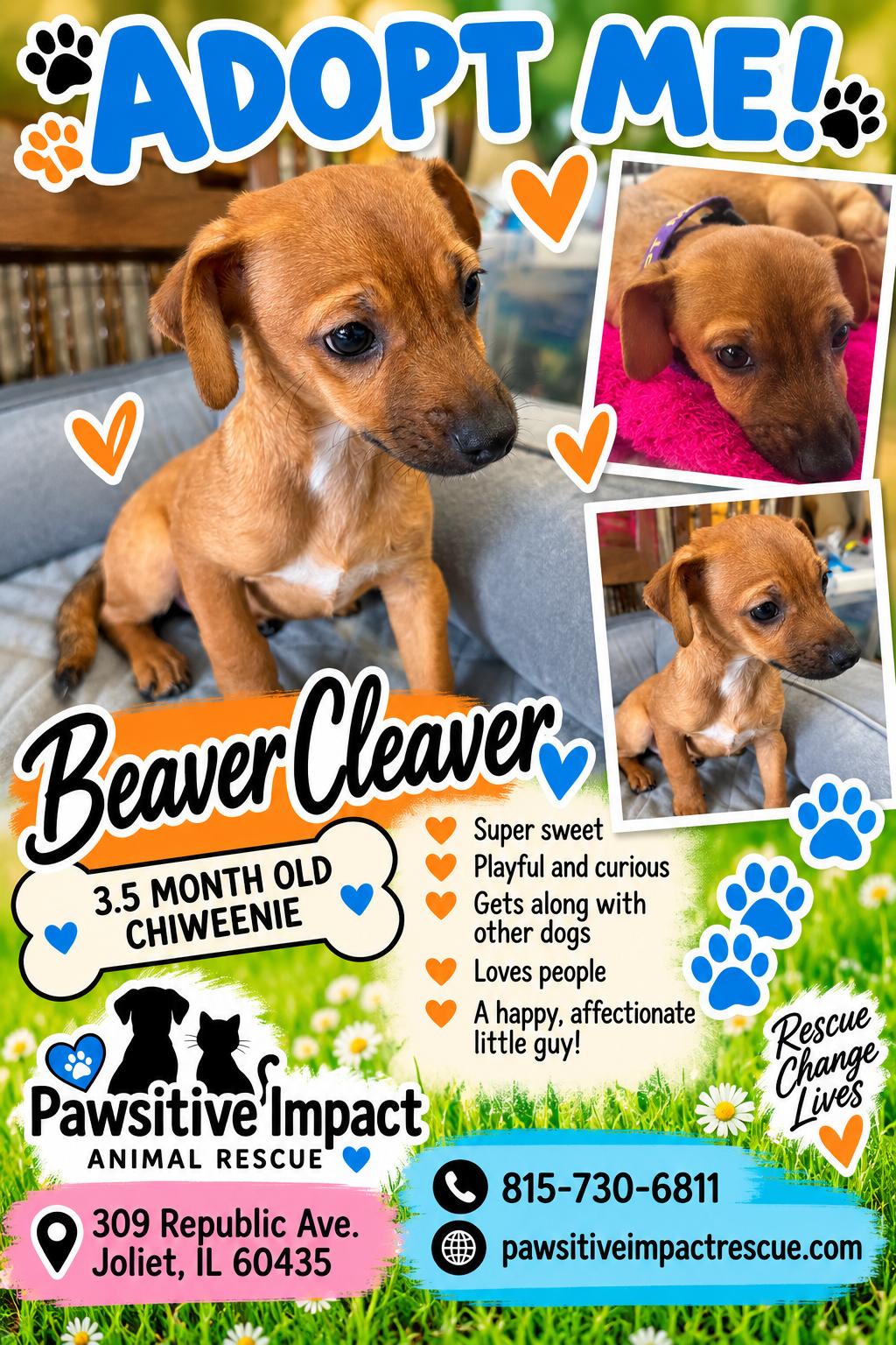 Enlarge Beaver Cleaver, a Adoptable mixed breed in Joliet, IL image 1/2