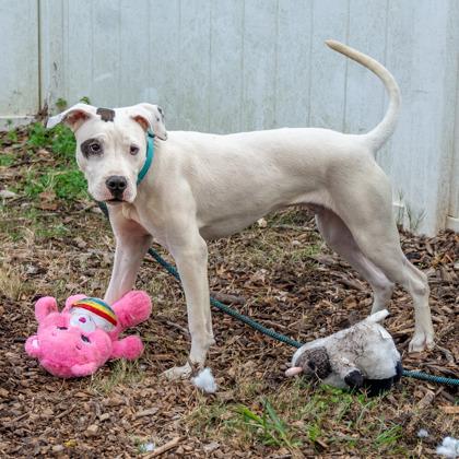 Enlarge Jif, a Adoptable Mixed Breed in Chamblee, GA image 2/3