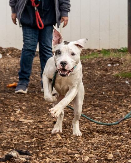 Enlarge Jif, a Adoptable Mixed Breed in Chamblee, GA image 3/3