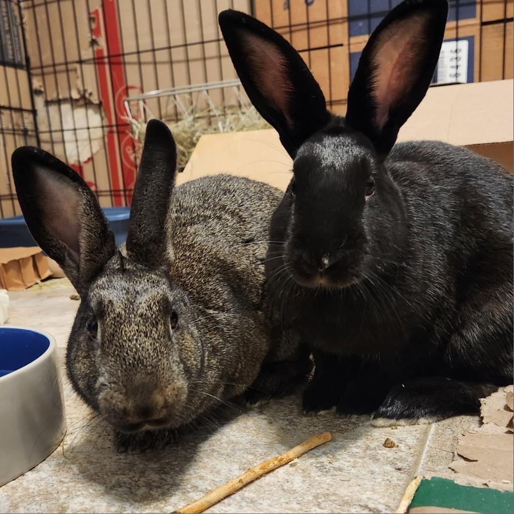 Enlarge Raven (and Minnie), a Adoptable Bunny Rabbit in Baltimore, MD image 1/2