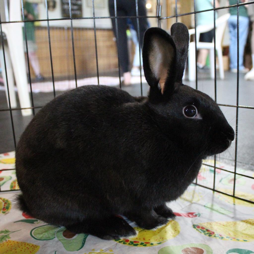 Raven (and Minnie), a Adoptable Bunny Rabbit in Baltimore, MD image 1/2