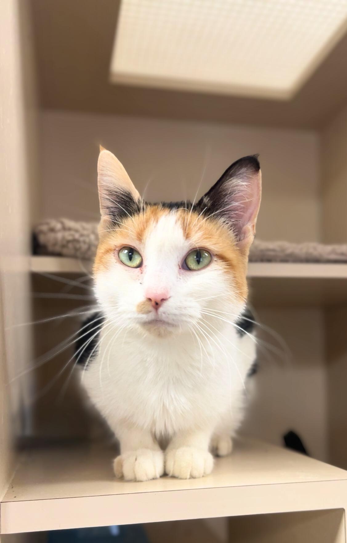 Big Jingle, ADOPTABLE, Young Female Domestic Short Hair.