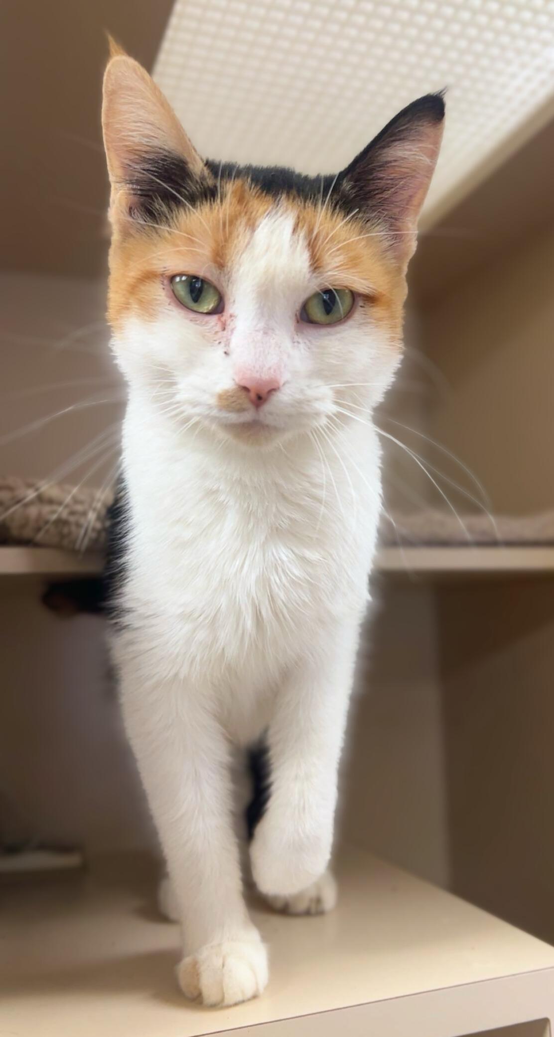 Enlarge Big Jingle, a ADOPTABLE Domestic Short Hair in Quincy, IL image 2/2