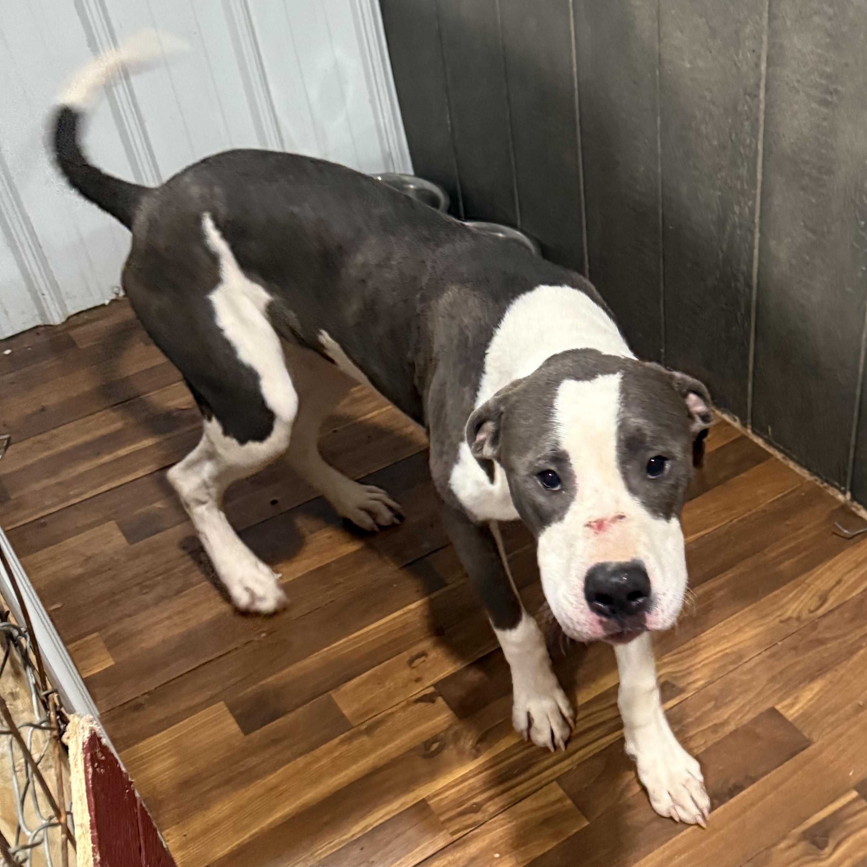 Enlarge Shiloh, a ADOPTABLE mixed breed in Linton, IN image 1/1