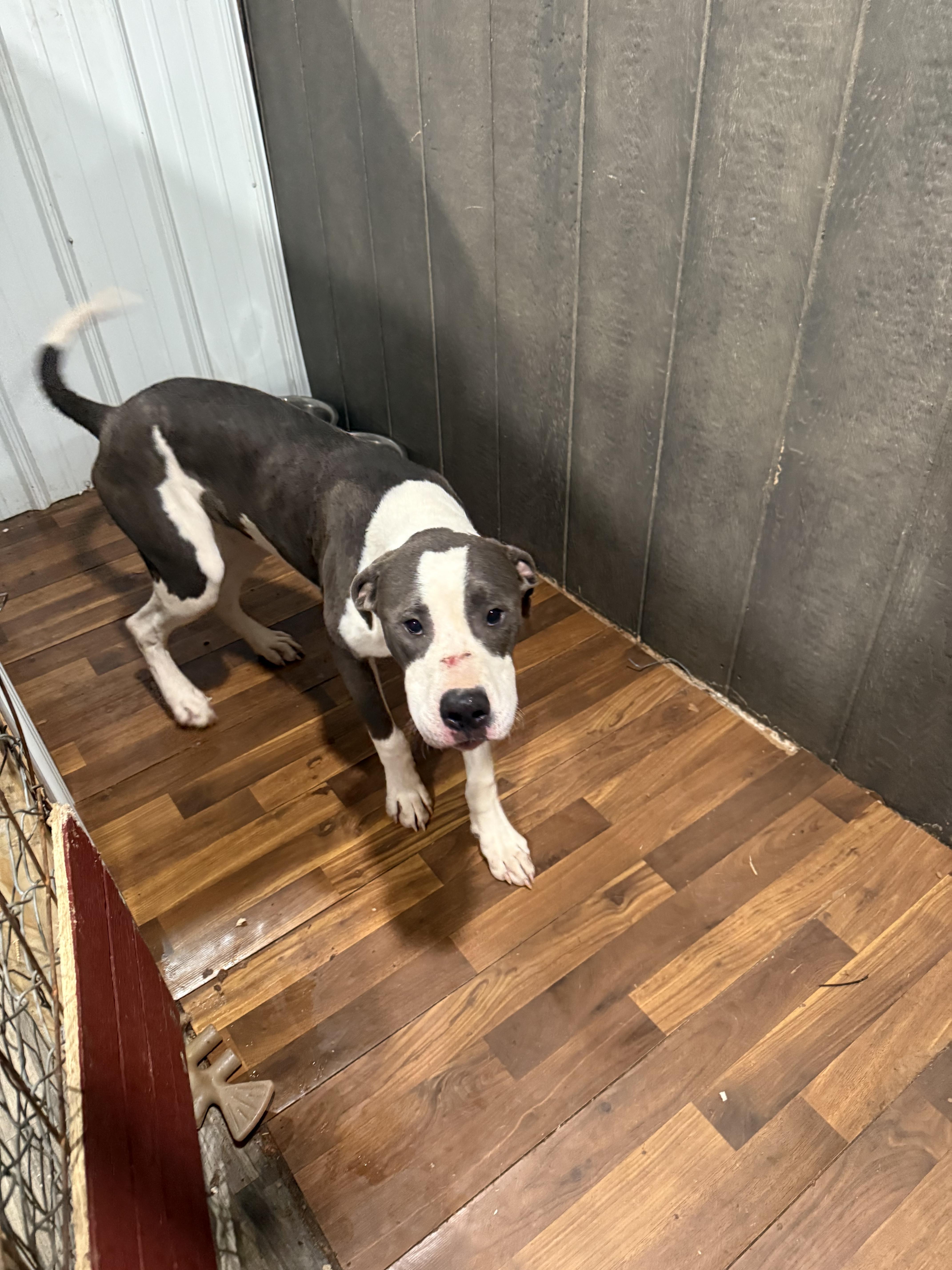 Enlarge Shiloh, a ADOPTABLE mixed breed in Linton, IN image 1/1