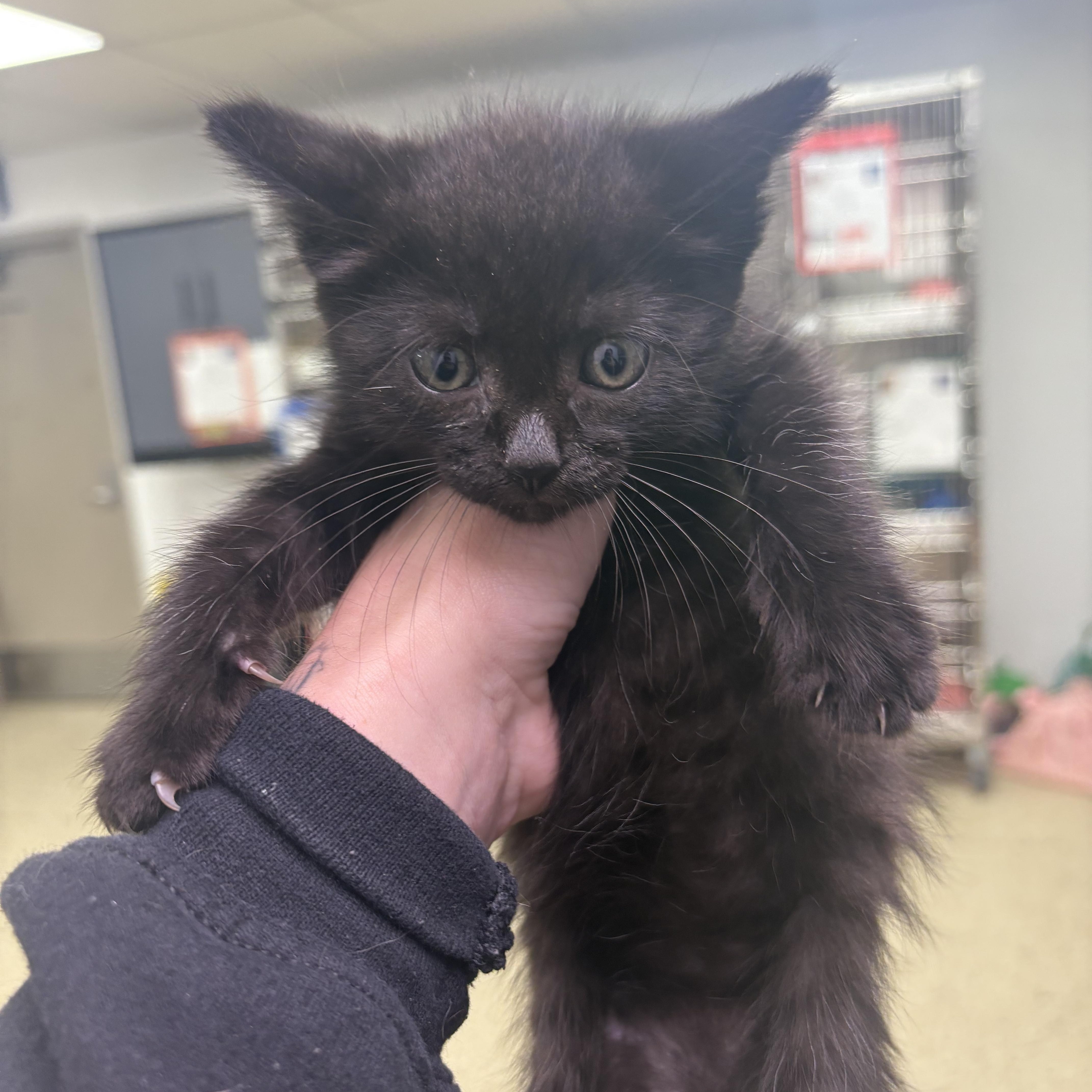Crunch Bar, Adoptable, Kitten Male Domestic Medium Hair.
