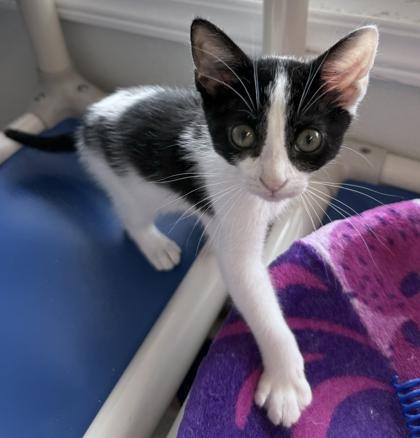 Astoria, a Adoptable mixed breed in Venice, FL image 1/3