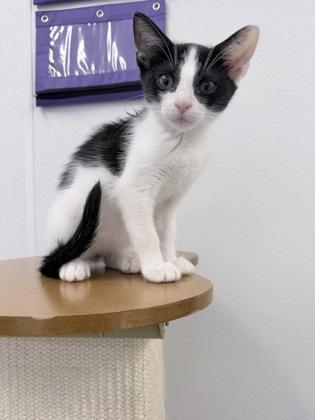 Astoria, a Adoptable mixed breed in Venice, FL image 2/3