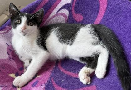 Astoria, a Adoptable mixed breed in Venice, FL image 3/3