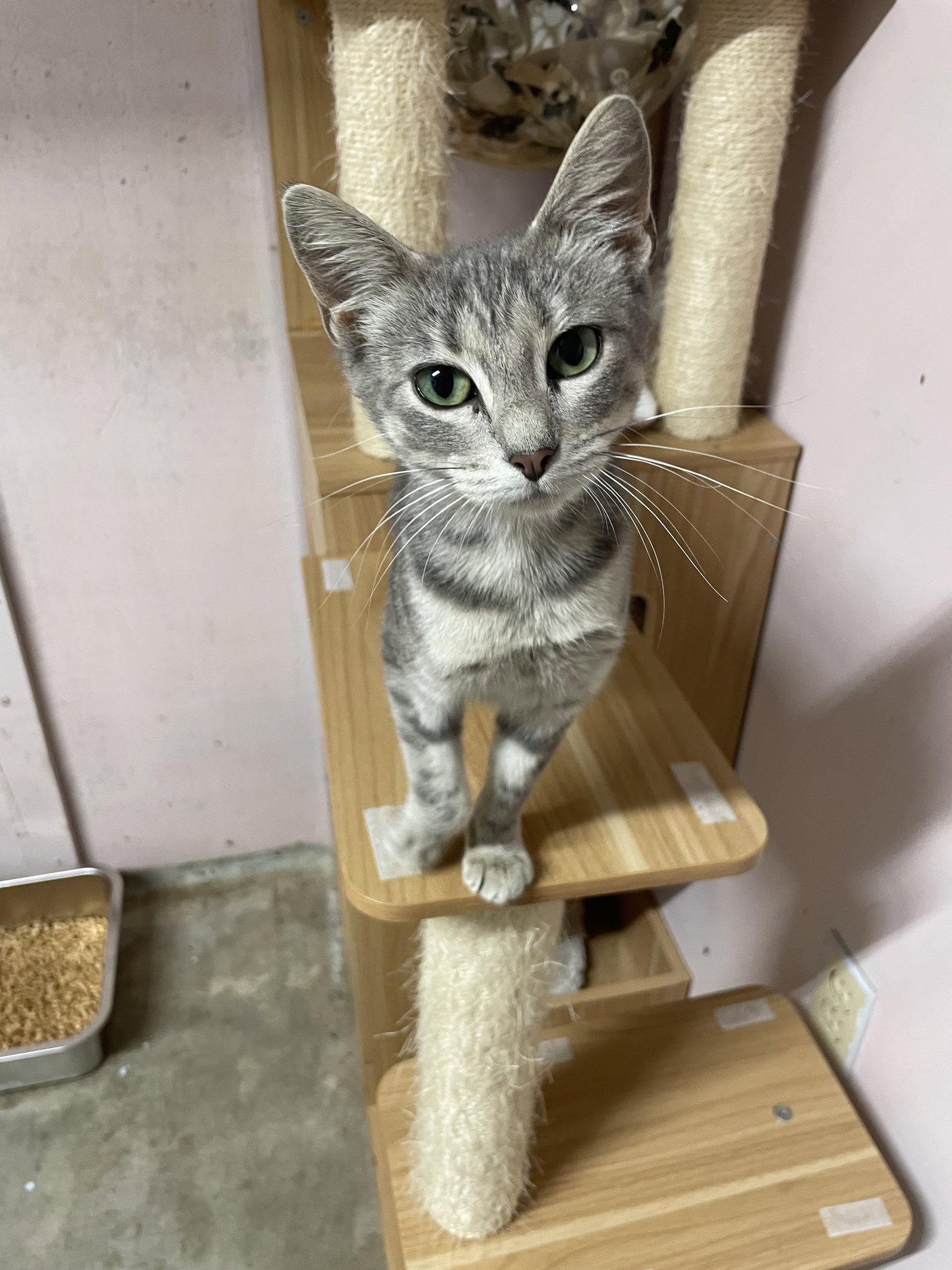 Pearl, Adoptable, Young Female Tabby.
