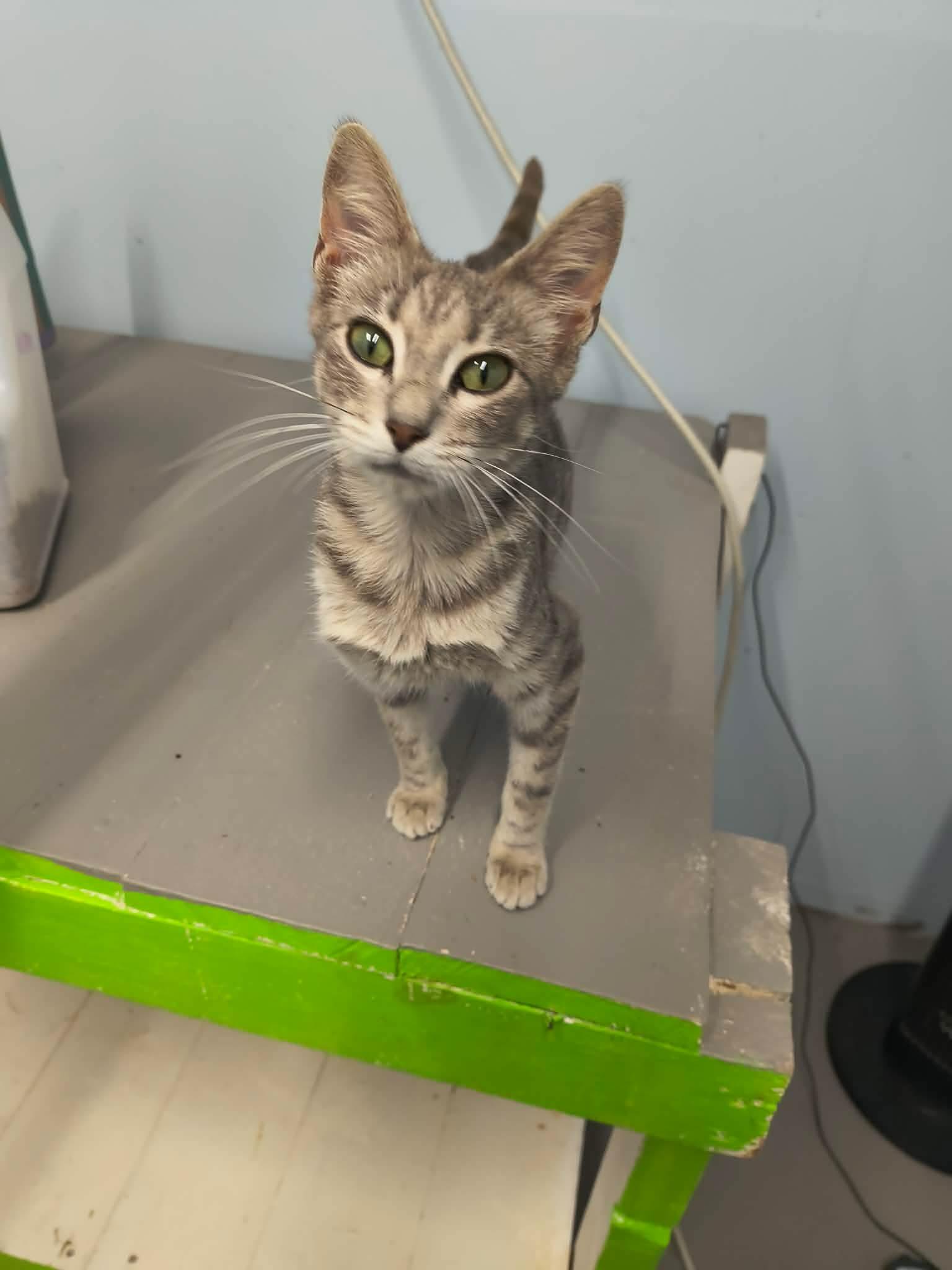 Pearl, a Adoptable Tabby in Stover, MO image 2/3