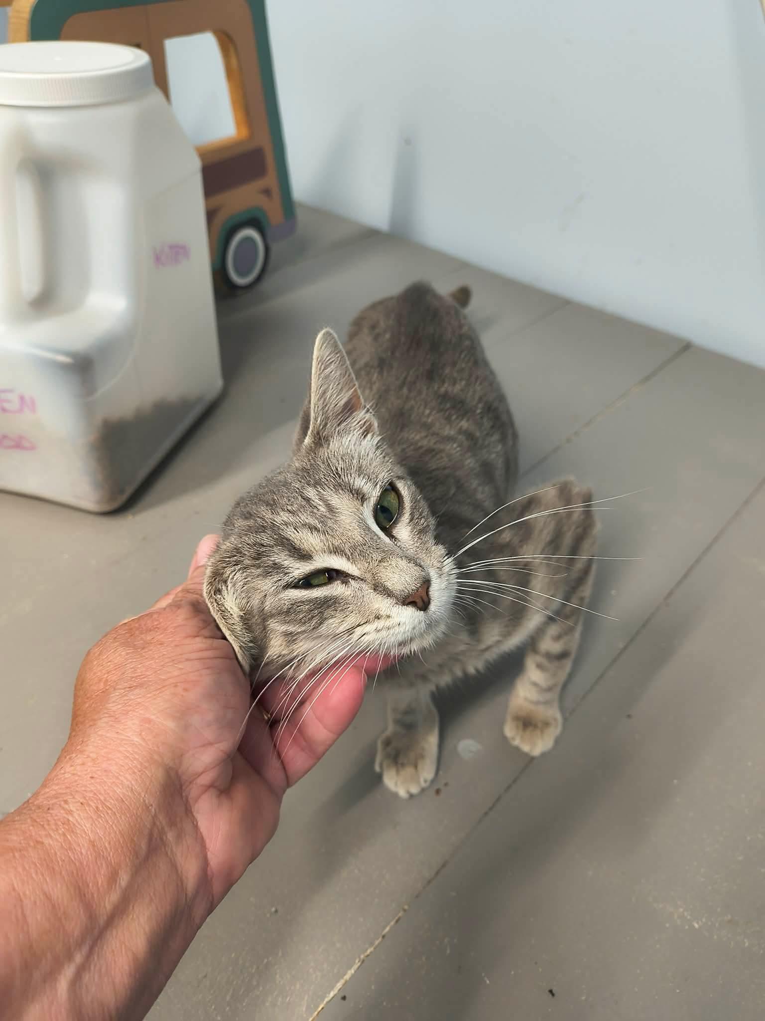Pearl, a Adoptable Tabby in Stover, MO image 3/3