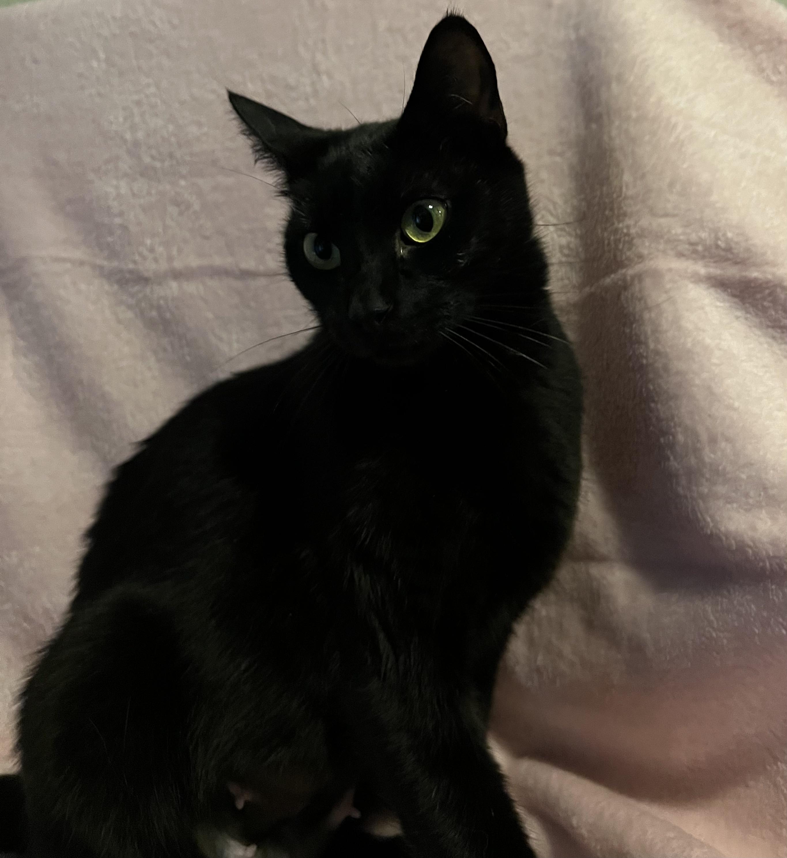 Paula, a Adoptable Domestic Short Hair in staten island, NY image 1/3