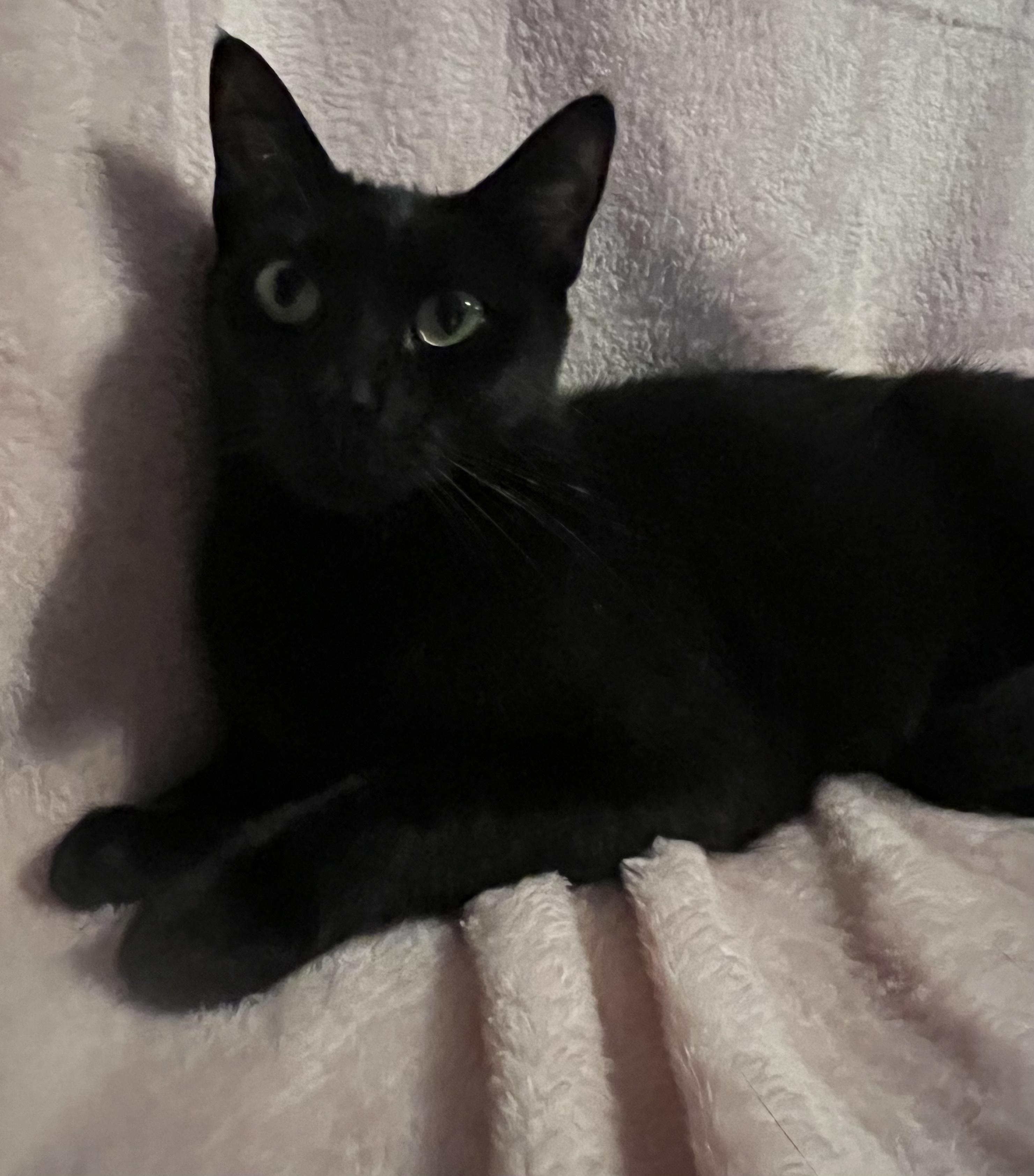 Paula, a Adoptable Domestic Short Hair in staten island, NY image 2/3
