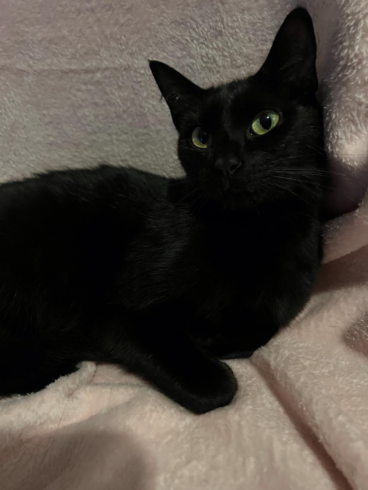 Paula, a Adoptable Domestic Short Hair in staten island, NY image 3/3