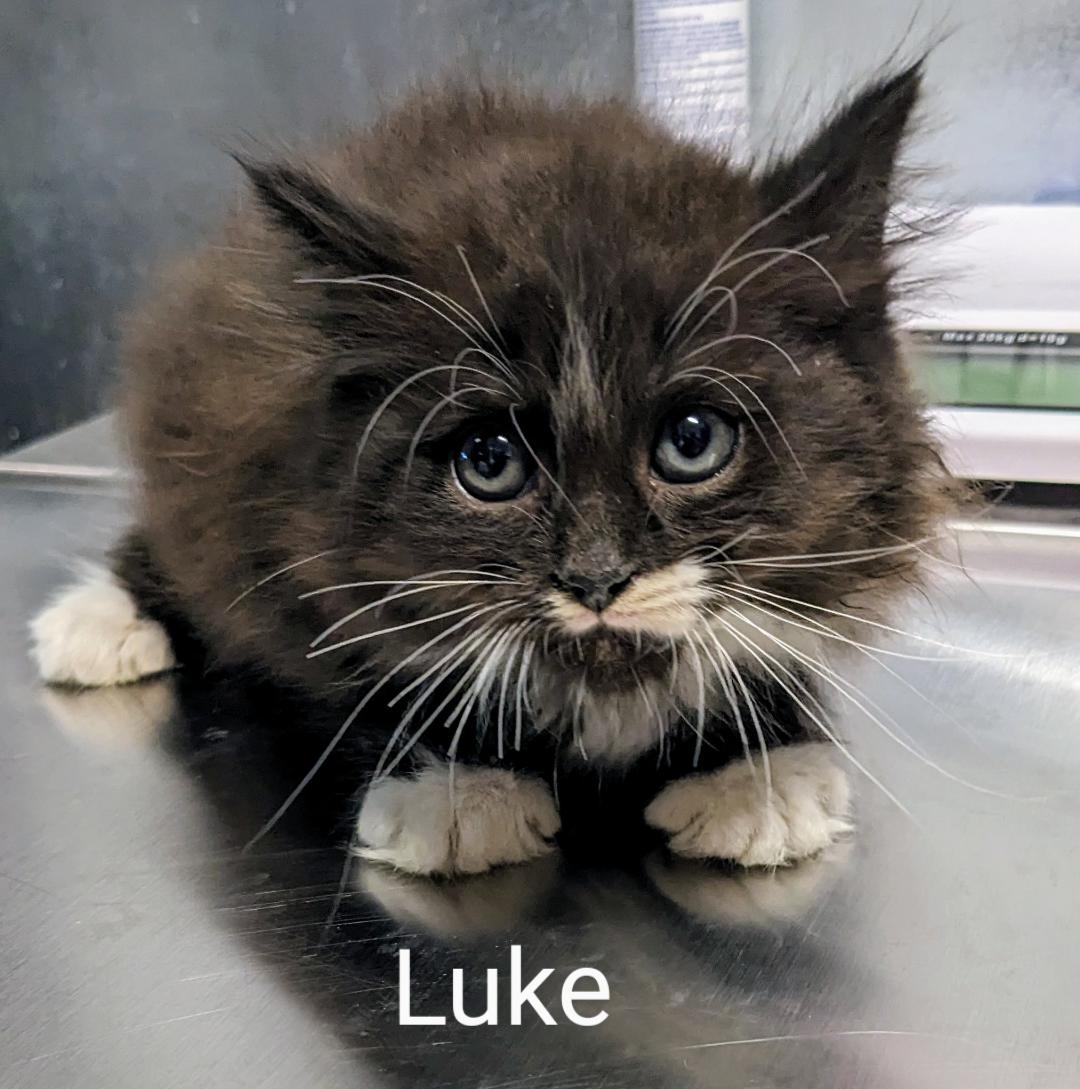 Luke, a Adopted Tuxedo in Binghamton, NY image 1/6