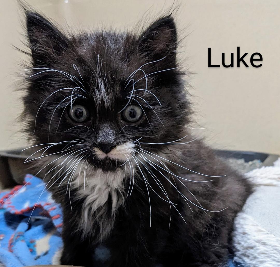 Luke, a Adopted Tuxedo in Binghamton, NY image 6/6