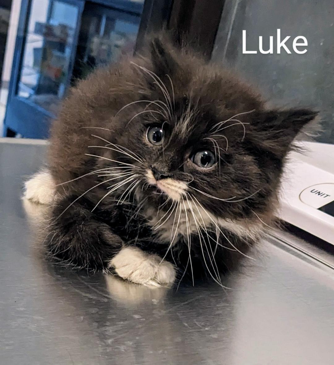Luke, a Adopted Tuxedo in Binghamton, NY image 3/6