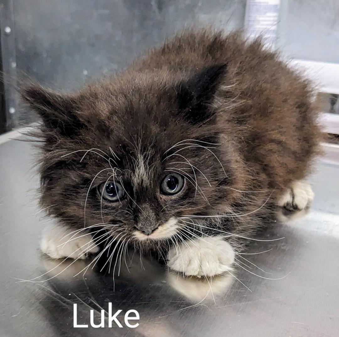 Luke, a Adopted Tuxedo in Binghamton, NY image 5/6