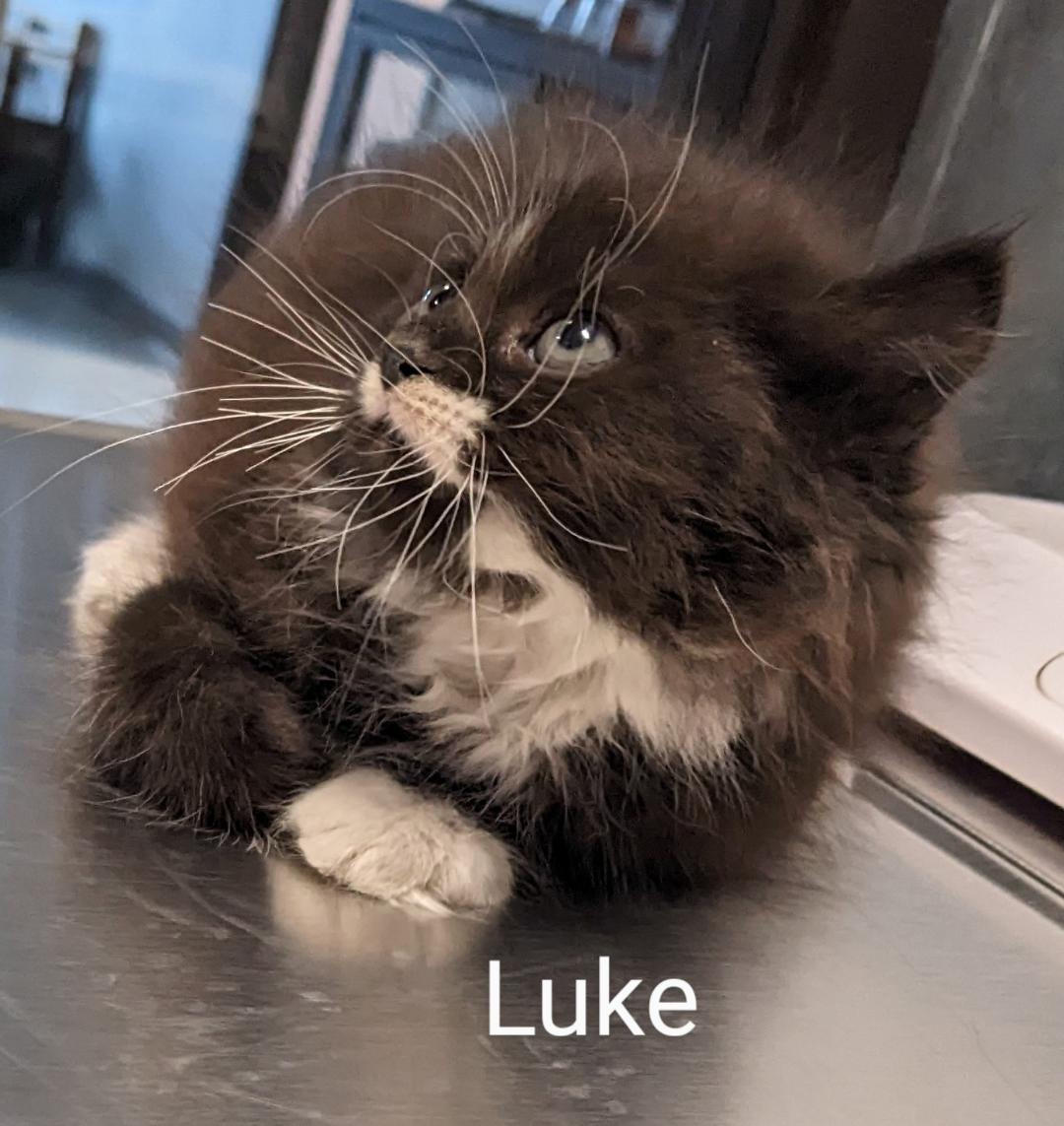 Luke, a Adopted Tuxedo in Binghamton, NY image 4/6