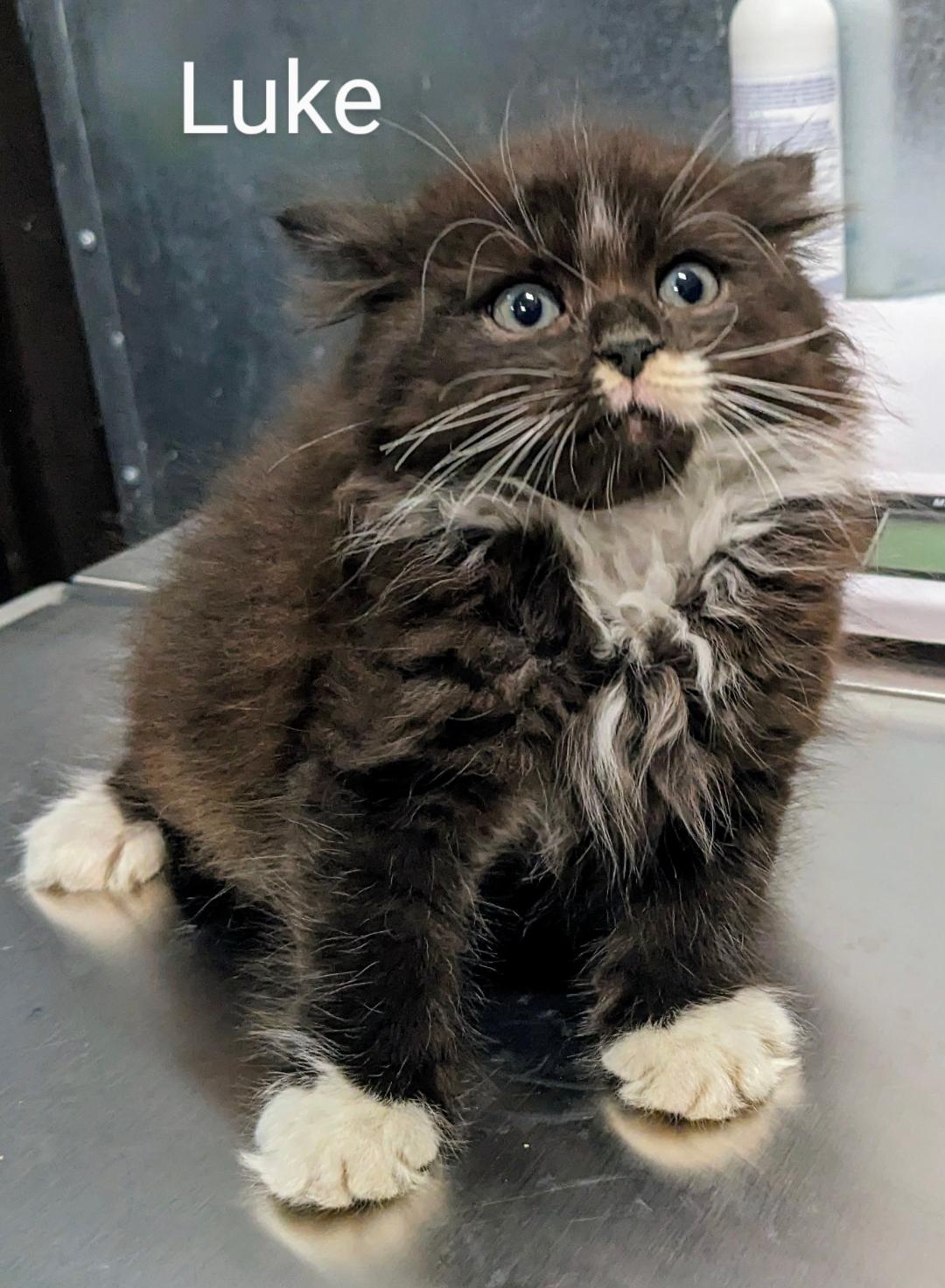 Luke, a Adopted Tuxedo in Binghamton, NY image 2/6