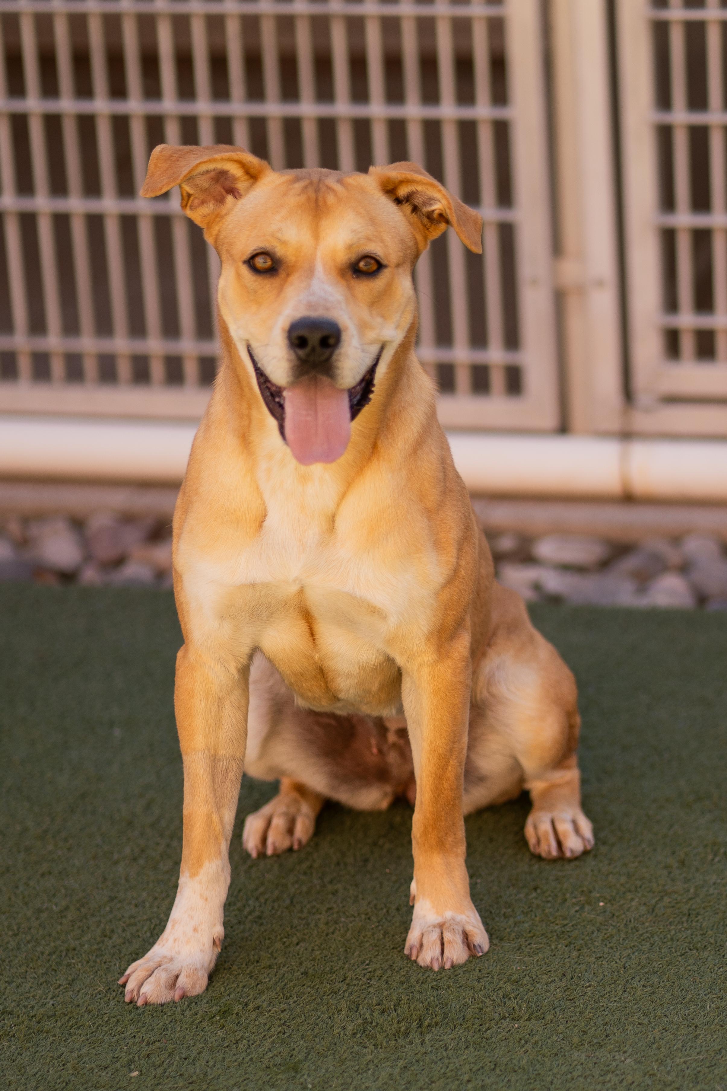 Cardi, Adoptable, Young Female American Staffordshire Terrier.