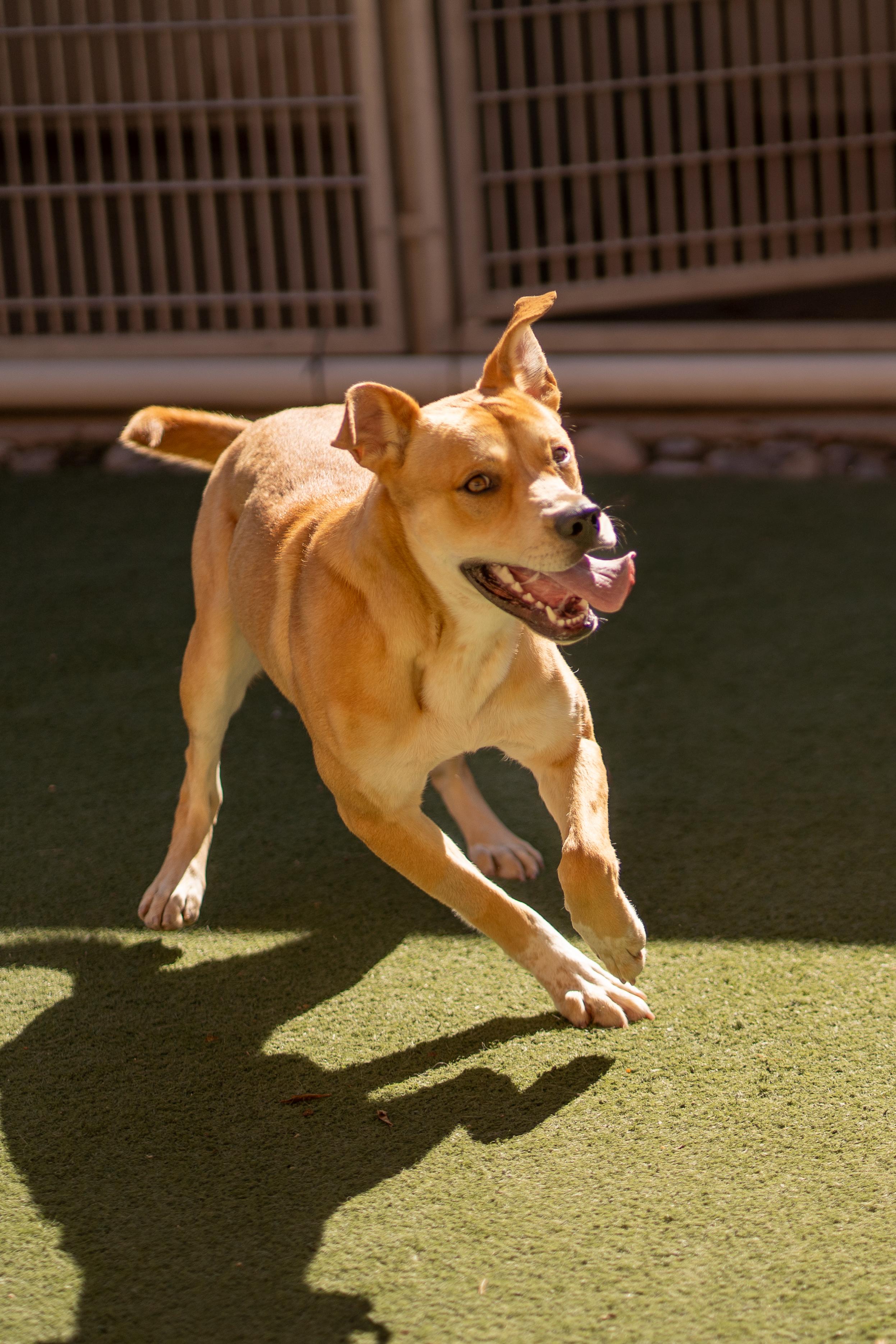 Enlarge Cardi, a Adoptable mixed breed in Bernalillo, NM image 6/6
