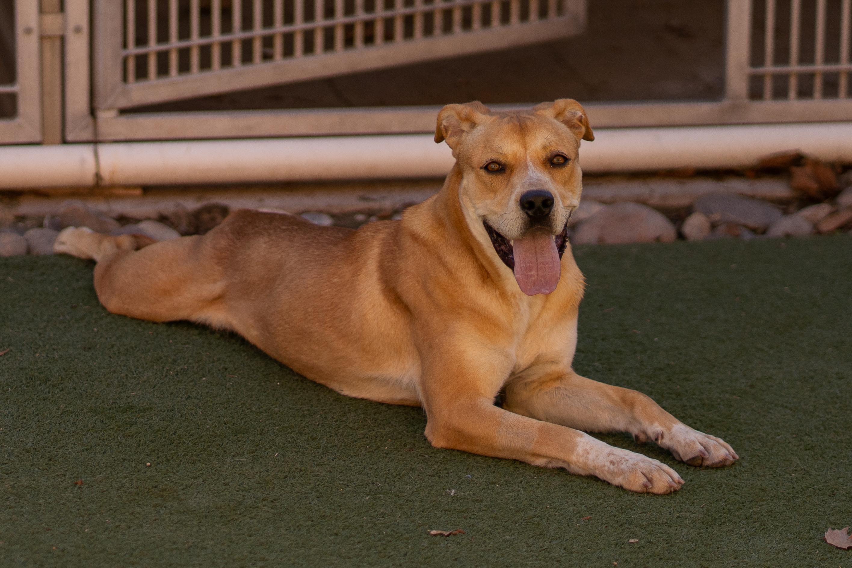 Enlarge Cardi, a Adoptable mixed breed in Bernalillo, NM image 5/6