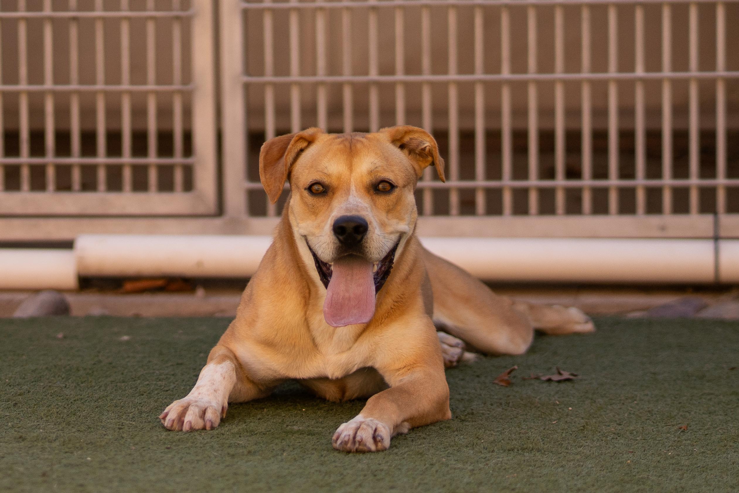 Enlarge Cardi, a Adoptable mixed breed in Bernalillo, NM image 4/6