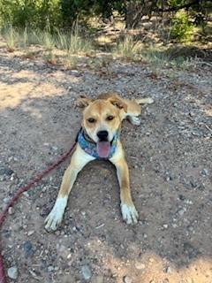 Enlarge Cardi, a Adoptable mixed breed in Bernalillo, NM image 2/6