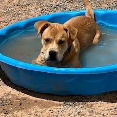 Enlarge Cardi, a Adoptable mixed breed in Bernalillo, NM image 3/6
