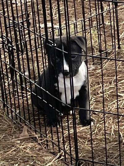 Enlarge Willy & Billy, an adopted mixed breed in Cairo, GA image 4/4