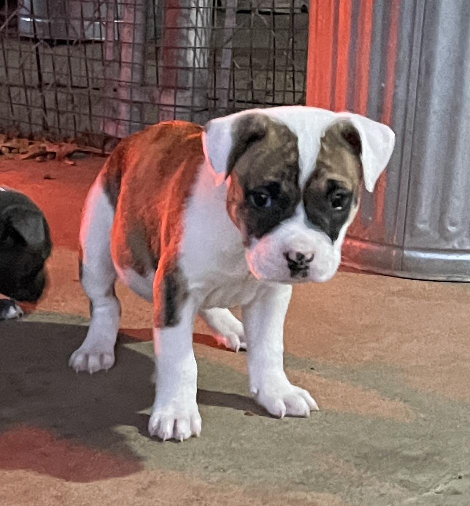 Enlarge Willy & Billy, an adopted mixed breed in Cairo, GA image 3/4
