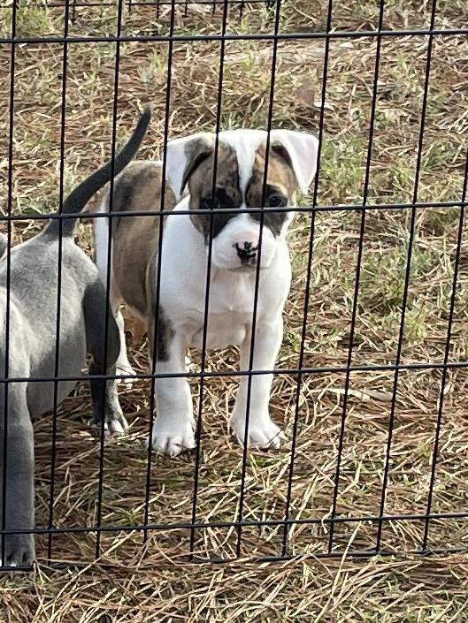 Enlarge Willy & Billy, an adopted mixed breed in Cairo, GA image 1/4
