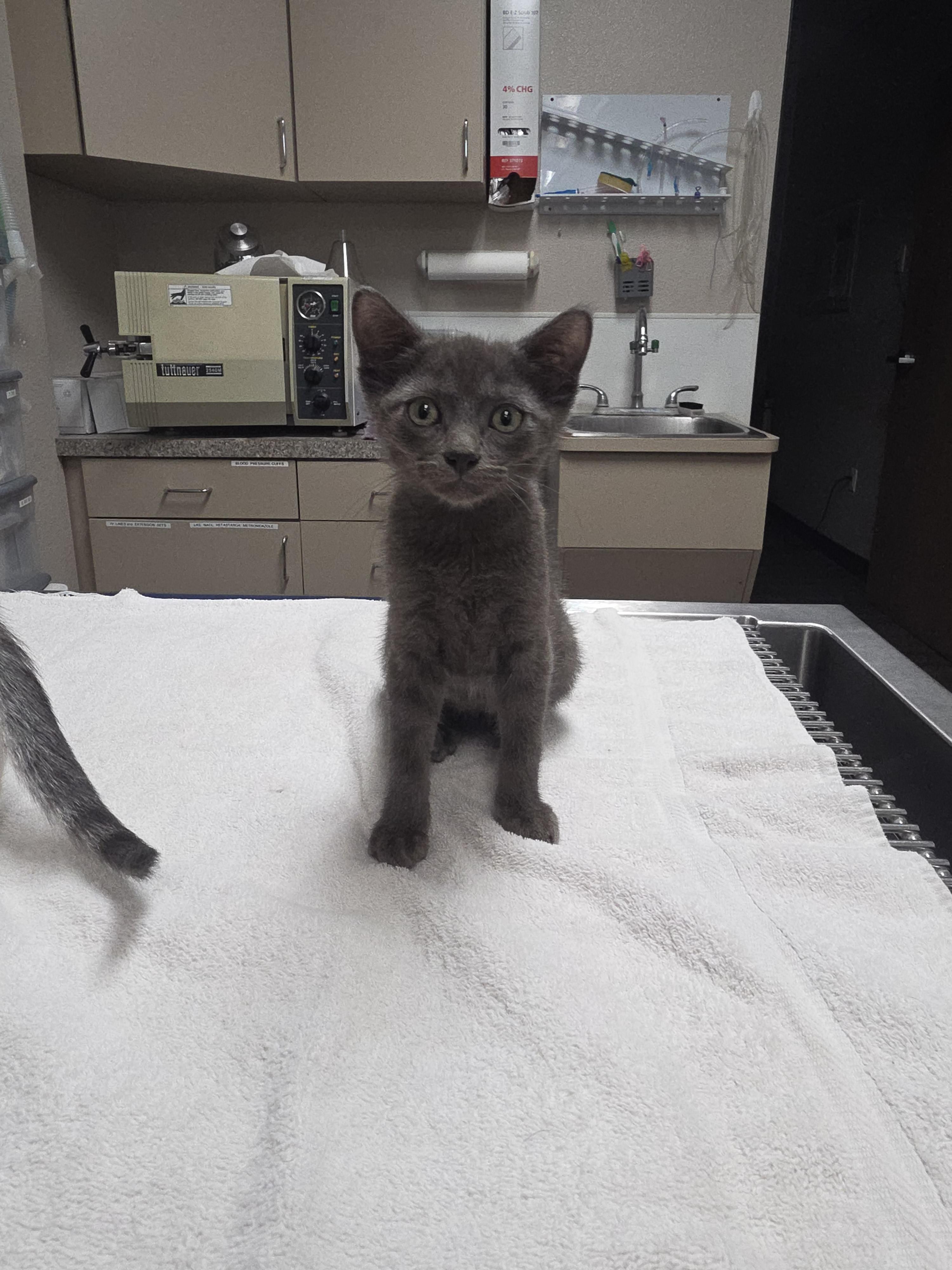 Axle, a ADOPTABLE mixed breed in Mission Viejo, CA image 2/2