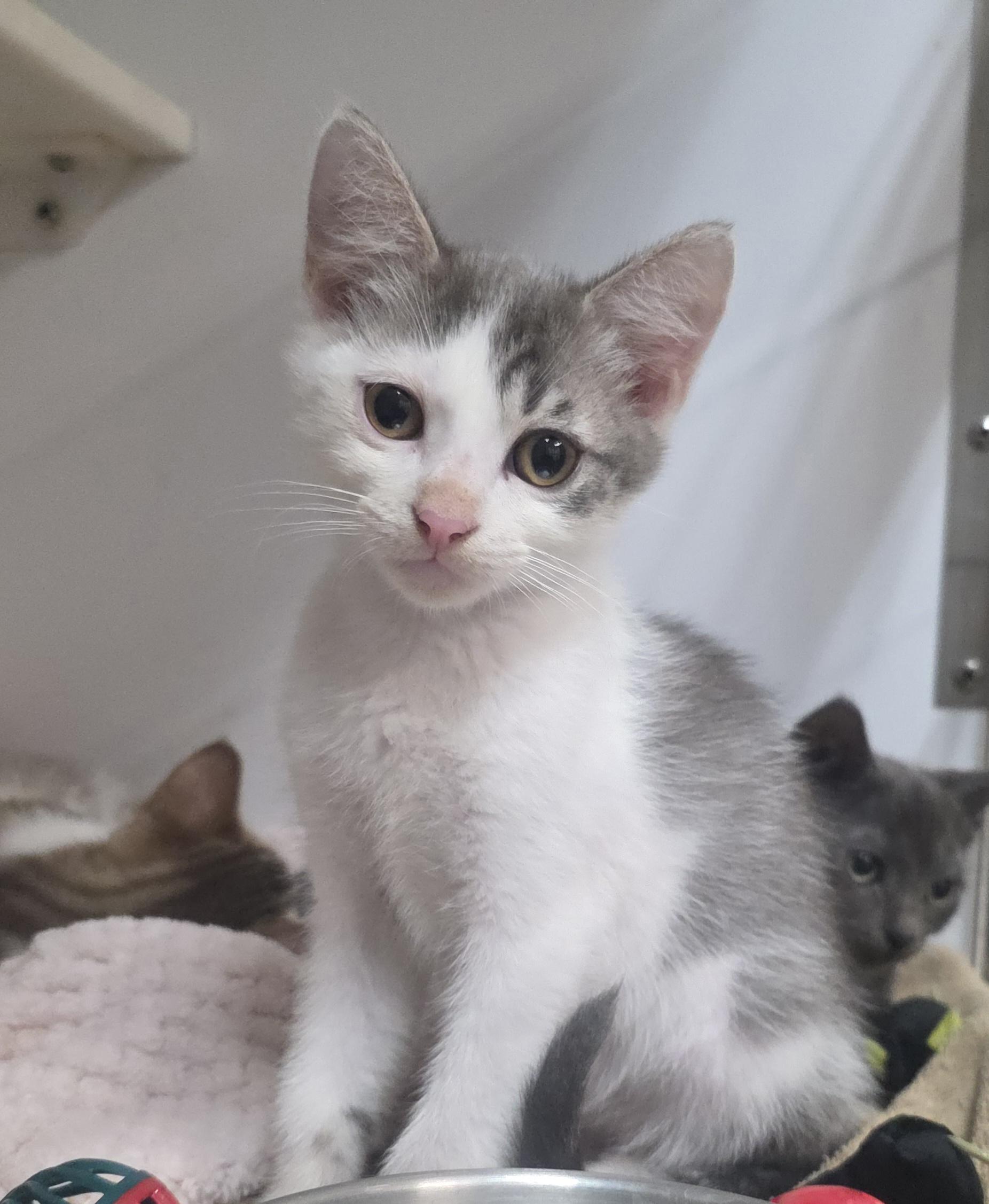 Axle, ADOPTABLE, Kitten Male Domestic Short Hair.